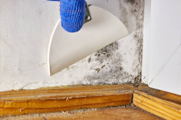 Best Mold Documentation for Insurance Claims  in Mayfield, KY